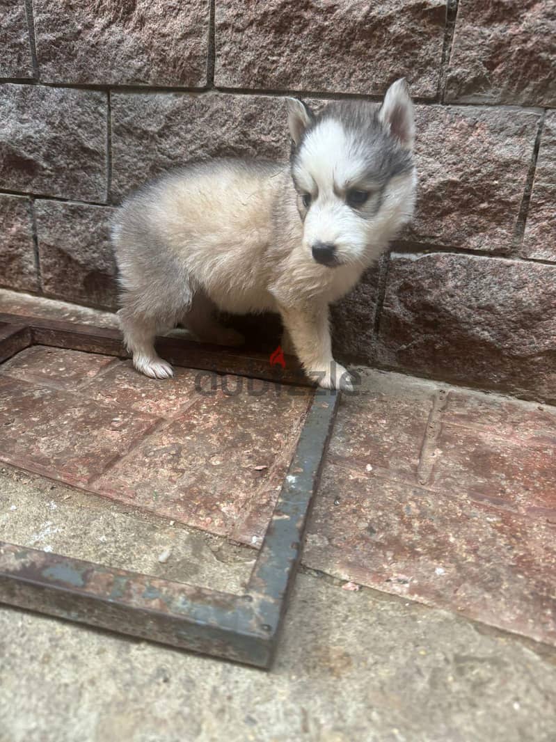 pure husky puppies 4