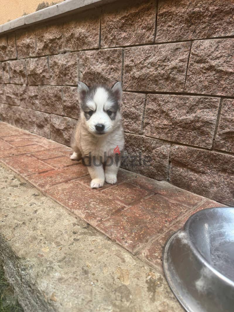 pure husky puppies 5