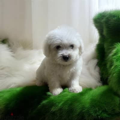 احلى واشيك ولد هافانيز Havanese ميني عنده 45 يوم