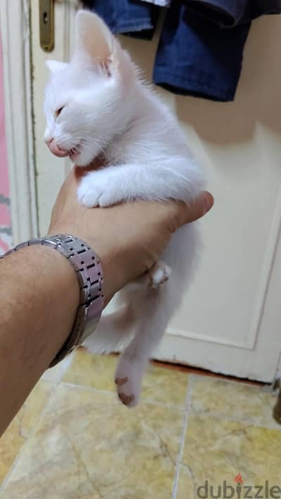 قطة صغيرة