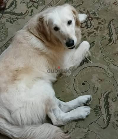 Golden للبيع