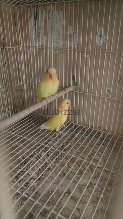 روز اوبلاين اورانج