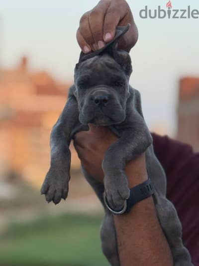 جراوي كين كورسو _cane corso
