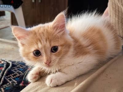 angora boy kitten