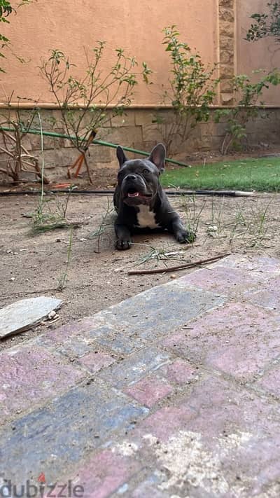 American Bully