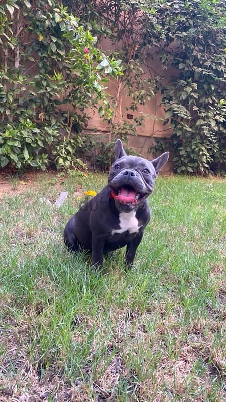 American Bully 1