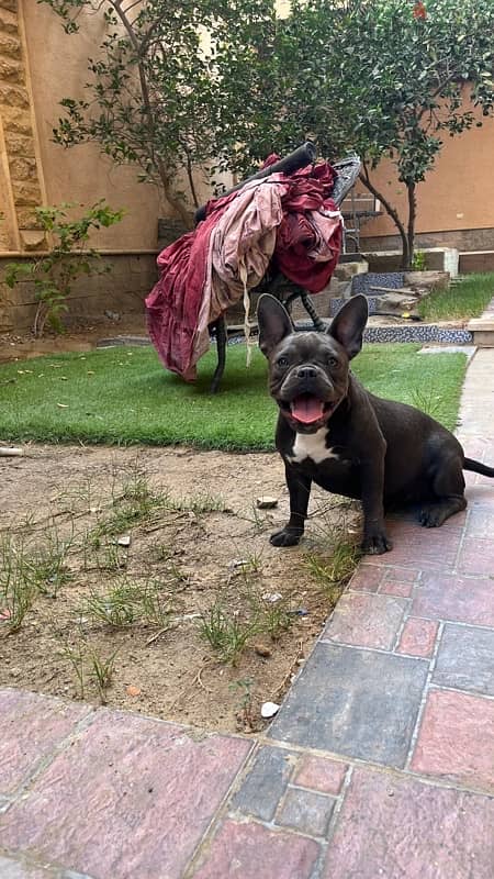 American Bully 2