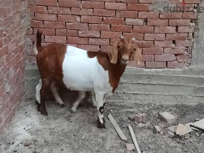 boor goats