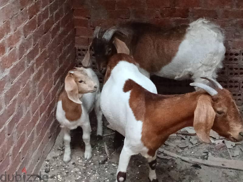 boor goats 1