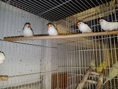 زيبرا ابيض قطنه