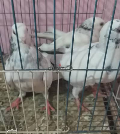 ٥ نتايات للبيع