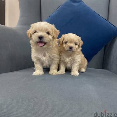 havanese
