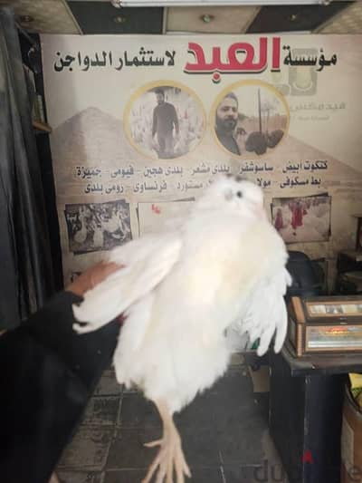 سمان ابيض بيور