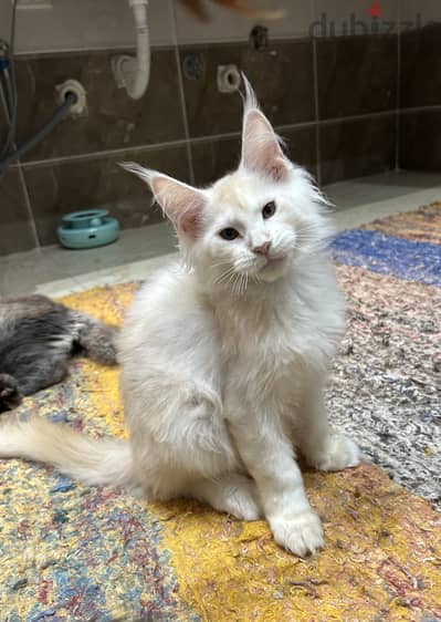 Amazing kitten Maine coon European line