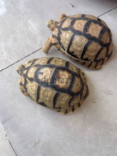 سلاحف للبيع