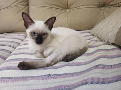 lovely cat