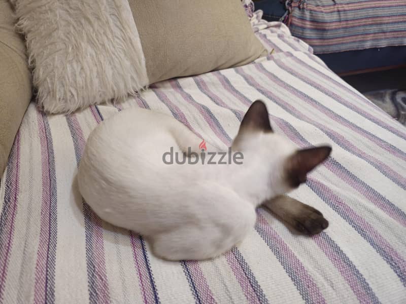 lovely cat 1