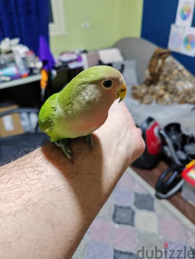 طائر روز  love bird