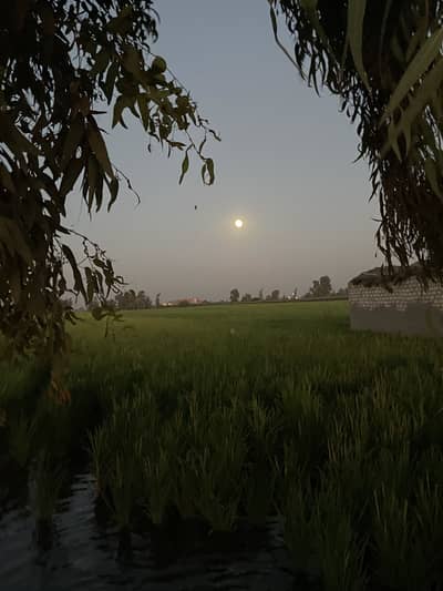 Ahmed sobhy