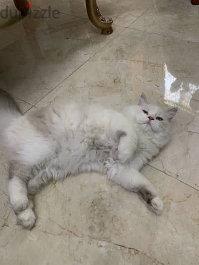 قطه شيرازي ٦ شهور