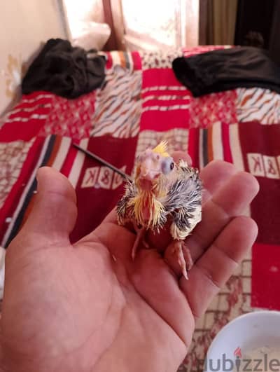 عصافير كوكتيل