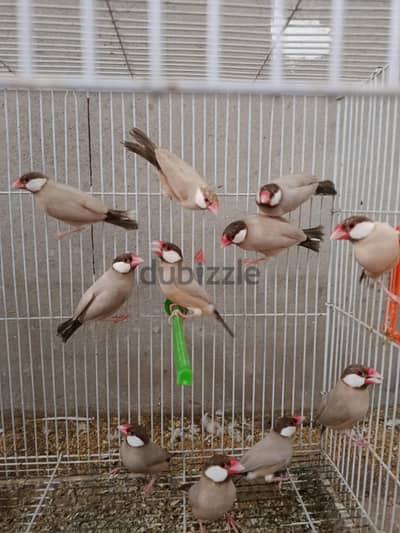 جاوا فون