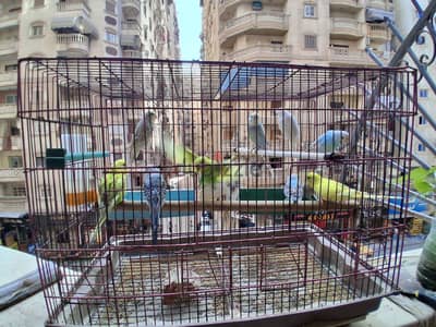 شباب استرالي