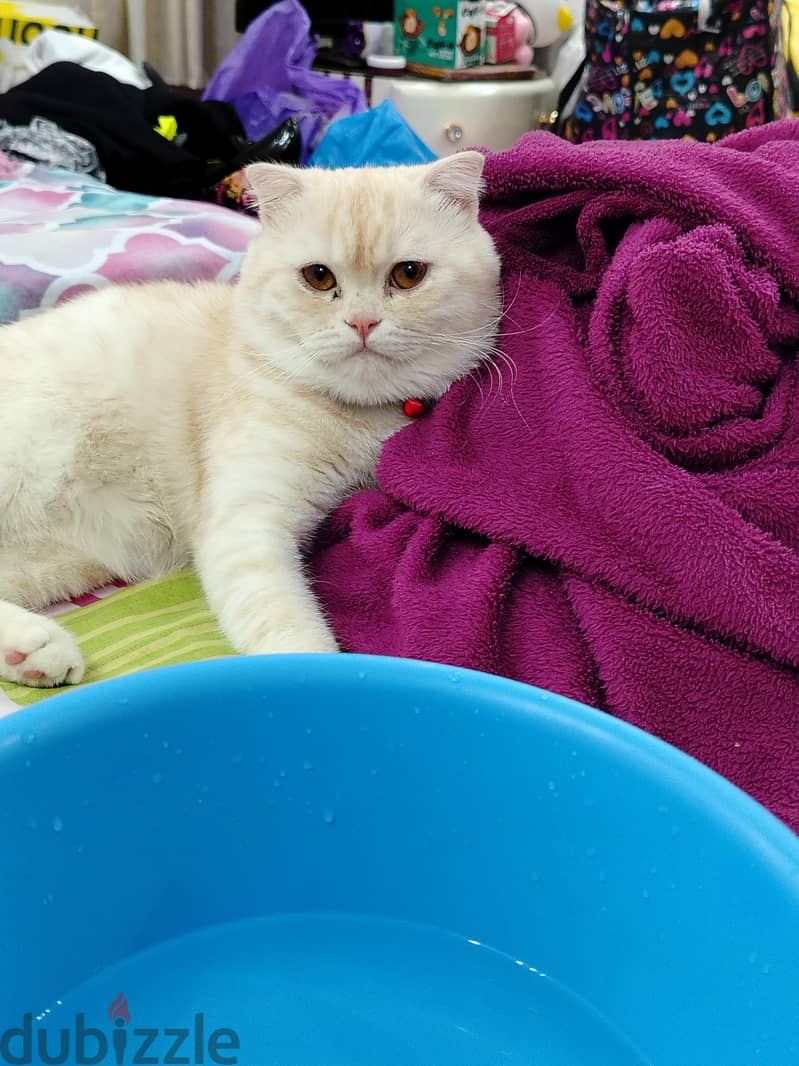 Scottish Fold Cat 1