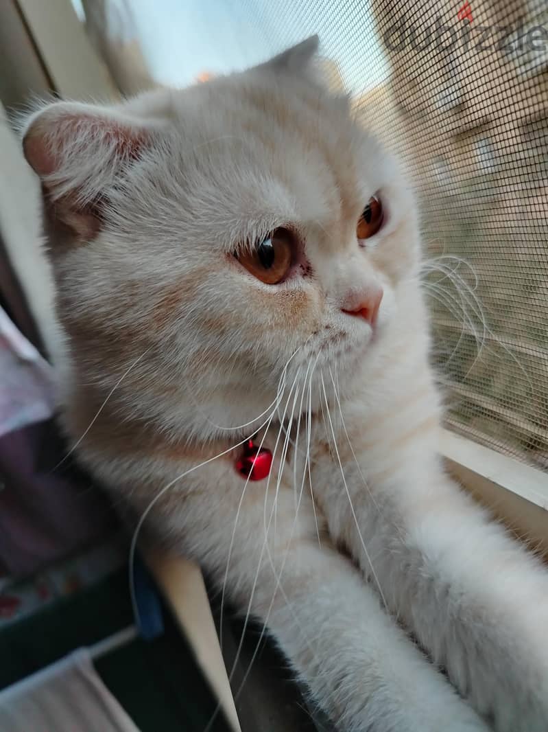 Scottish Fold Cat 2