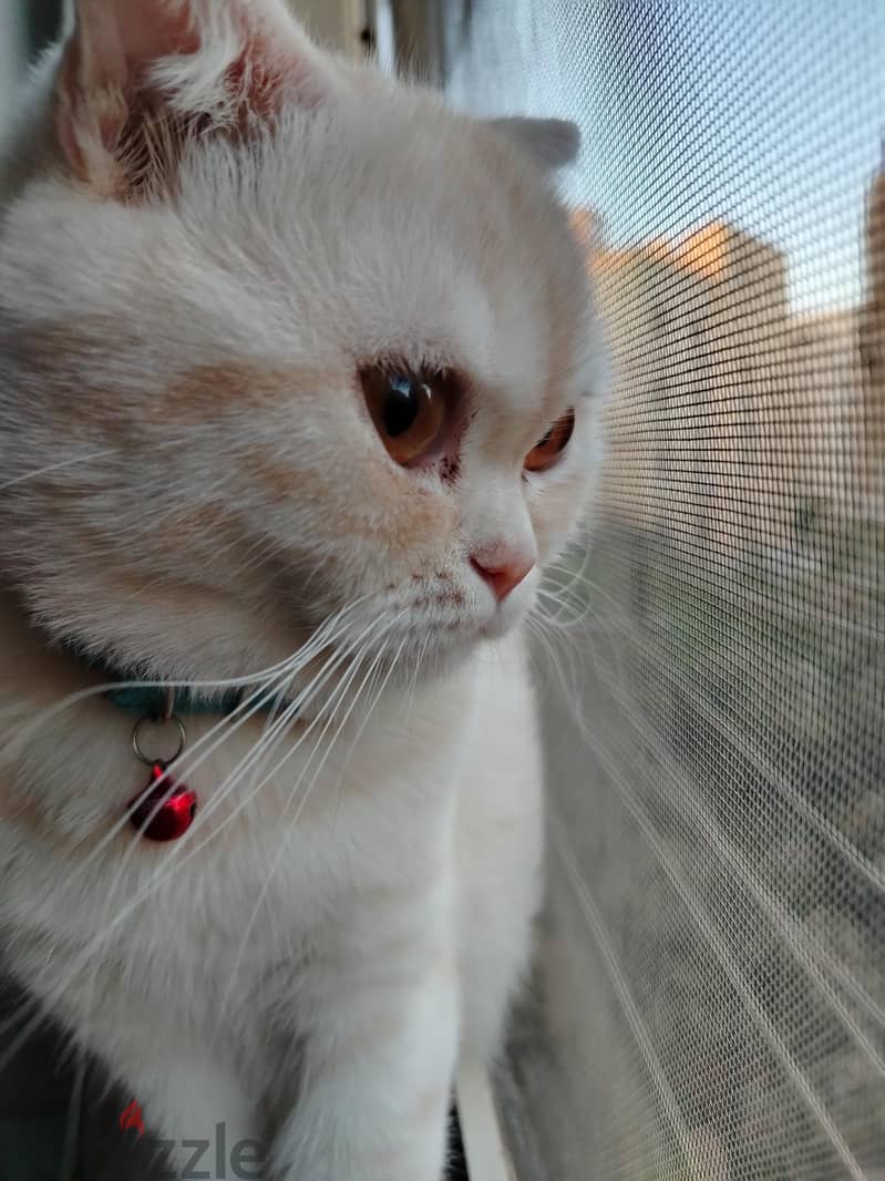 Scottish Fold Cat 3