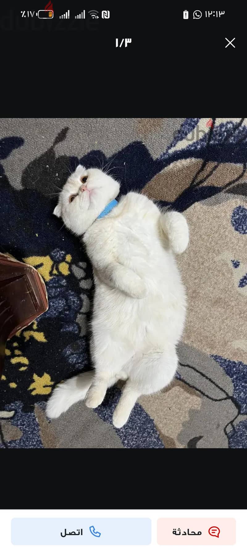 Scottish Fold Cat 4