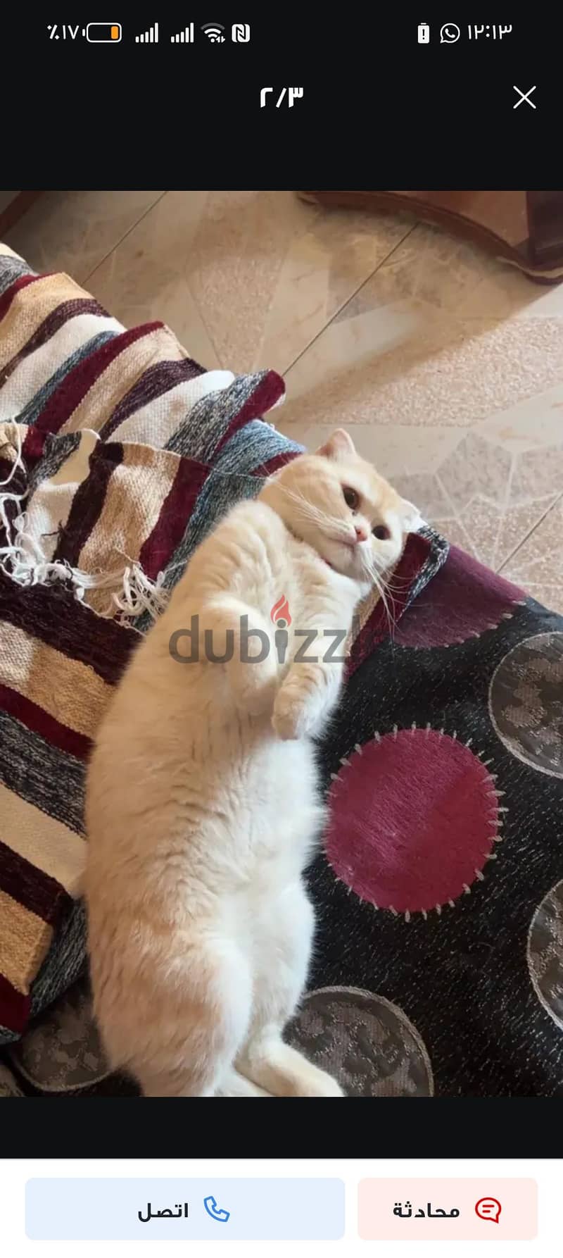 Scottish Fold Cat 5