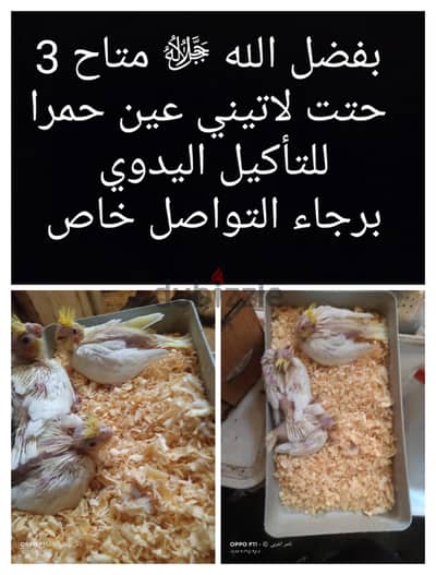 لهواة التأكيل اليدوي