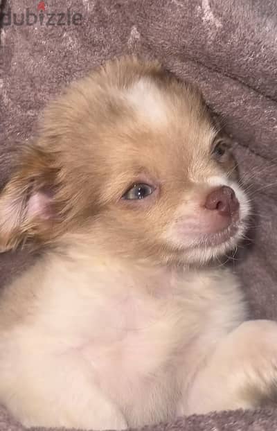 Mini Havanese