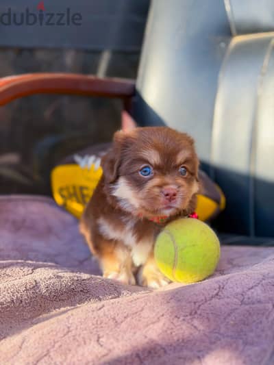 Mini Havanese ميني هافانيز