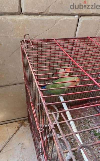 عصافير روز