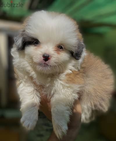 Havanese هافنيز