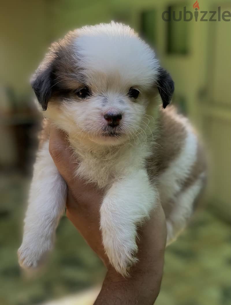 Havanese هافنيز 1
