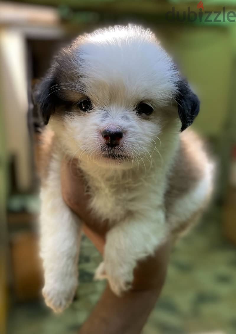 Havanese هافنيز 2