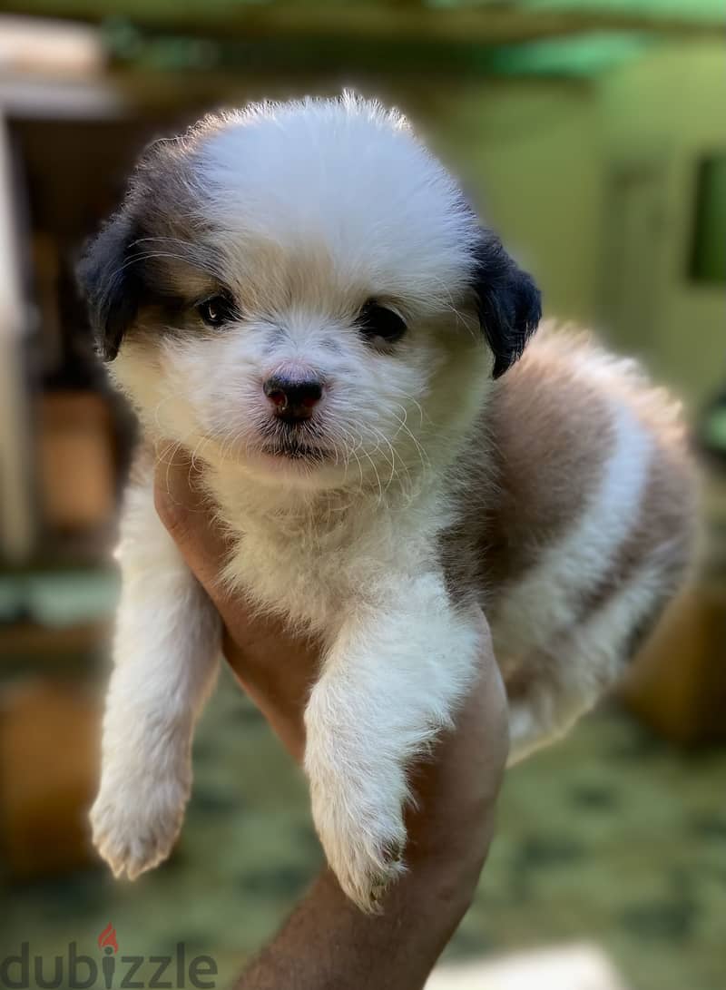 Havanese هافنيز 3