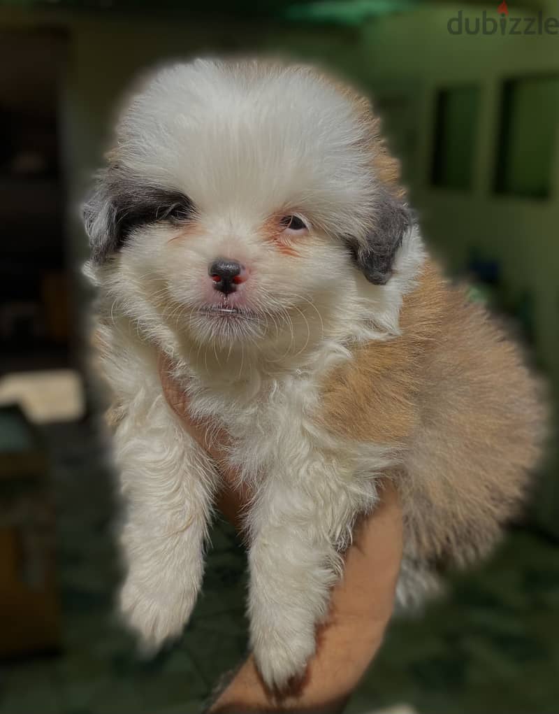 Havanese هافنيز 4