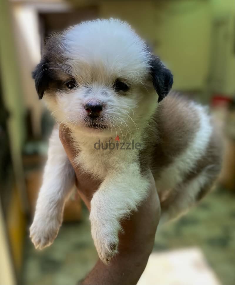 Havanese هافنيز 5