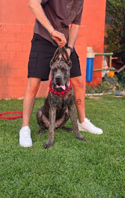 2 males cane corso blue prindle 8months fci pidgree