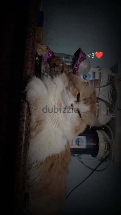 قط شيرازي ذكر