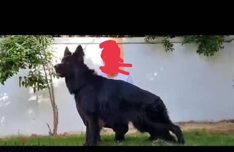 دكر رويال بلاك شو لاين للبيع