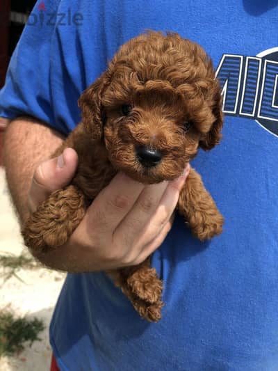 Toy Poodle Puppies for Sale – Adorable & Healthy