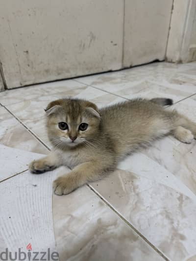 قطط كيتن سكوتش فولد وستريت