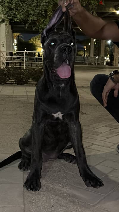 كلب كين كورسو نتايه (Cane Corso Female) - سلالة أبطال
