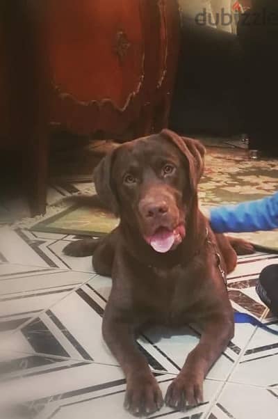 Female Labrador chocolate