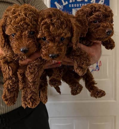 ‏poodle puppy 45 days